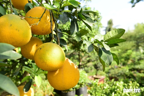 Muôn hoa khoe sắc đón xuân Kỷ Hợi - Ảnh 8. Muôn hoa khoe sắc đón xuân Kỷ Hợi - Ảnh 8.