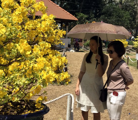 Mai cổ Vĩnh Long cao hơn 6m tại Hội hoa xuân 2019 - Ảnh 1. Mai cổ Vĩnh Long cao hơn 6m tại Hội hoa xuân 2019 - Ảnh 1.