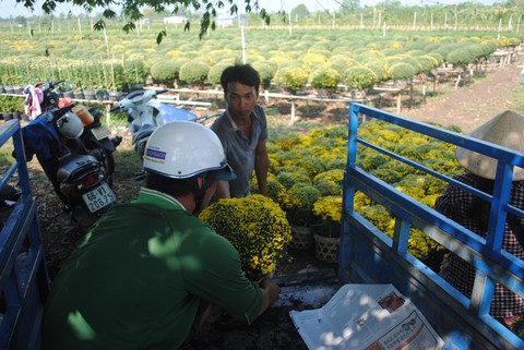 Hoa Sa Đéc rời giàn, nông dân vui vì giá tăng 10% - Ảnh 4. Hoa Sa Đéc rời giàn, nông dân vui vì giá tăng 10% - Ảnh 4.