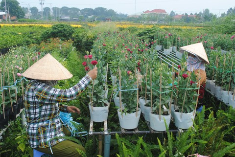 Hoa Sa Đéc rời giàn, nông dân vui vì giá tăng 10% - Ảnh 6. Hoa Sa Đéc rời giàn, nông dân vui vì giá tăng 10% - Ảnh 6.