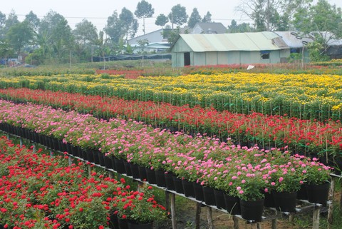 Hoa Sa Đéc rời giàn, nông dân vui vì giá tăng 10% - Ảnh 7. Hoa Sa Đéc rời giàn, nông dân vui vì giá tăng 10% - Ảnh 7.