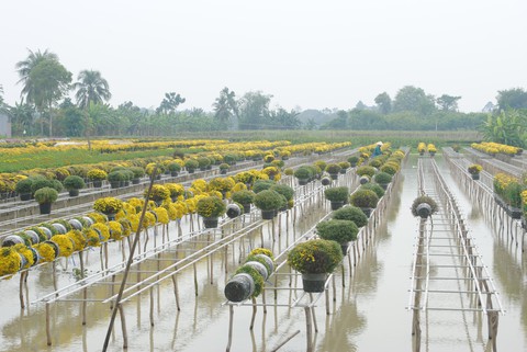 Hoa Sa Đéc rời giàn, nông dân vui vì giá tăng 10% - Ảnh 1. Hoa Sa Đéc rời giàn, nông dân vui vì giá tăng 10% - Ảnh 1.