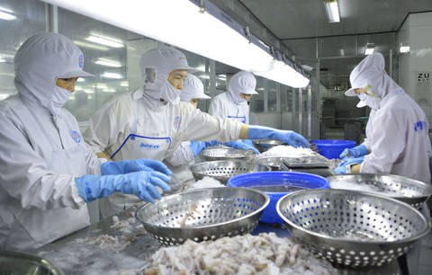 Tôm xuất khẩu vi phạm chất lượng: 5 lô hàng bị cảnh báo mỗi tháng - Ảnh 1. Tôm xuất khẩu vi phạm chất lượng: 5 lô hàng bị cảnh báo mỗi tháng - Ảnh 1.