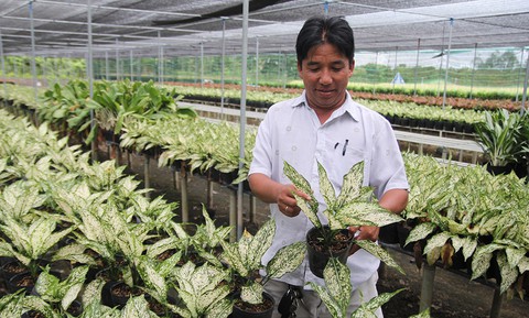 Thăng trầm làng hoa Sa Đéc - Kỳ 1: Từ quá khứ đến hiện tại - Ảnh 3. Thăng trầm làng hoa Sa Đéc - Kỳ 1: Từ quá khứ đến hiện tại - Ảnh 3.