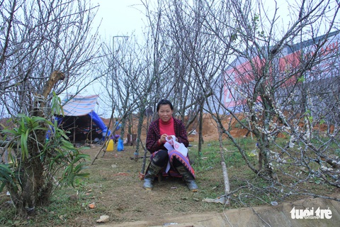 Đổ xô săn hoa đào, hoa mận núi rừng Tây Bắc - Ảnh 10. Đổ xô săn hoa đào, hoa mận núi rừng Tây Bắc - Ảnh 10.