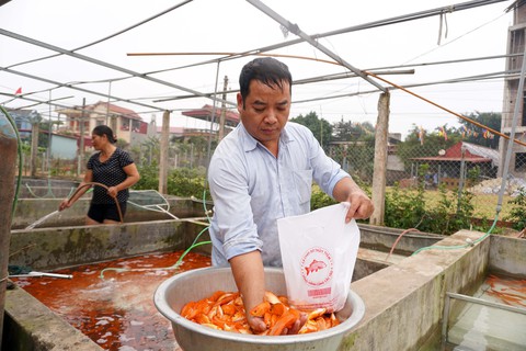 Lãi trăm triệu nhờ nuôi cá chép đỏ phục vụ ông Công, ông Táo - Ảnh 2. Lãi trăm triệu nhờ nuôi cá chép đỏ phục vụ ông Công, ông Táo - Ảnh 2.
