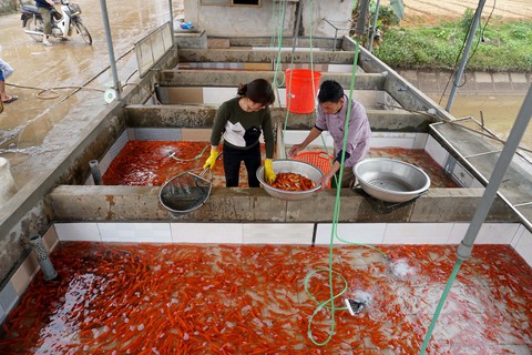 Lãi trăm triệu nhờ nuôi cá chép đỏ phục vụ ông Công, ông Táo - Ảnh 1. Lãi trăm triệu nhờ nuôi cá chép đỏ phục vụ ông Công, ông Táo - Ảnh 1.