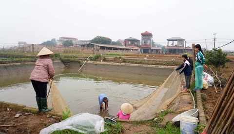 Lãi trăm triệu nhờ nuôi cá chép đỏ phục vụ ông Công, ông Táo - Ảnh 3. Lãi trăm triệu nhờ nuôi cá chép đỏ phục vụ ông Công, ông Táo - Ảnh 3.