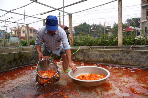 Lãi trăm triệu nhờ nuôi cá chép đỏ phục vụ ông Công, ông Táo - Ảnh 9. Lãi trăm triệu nhờ nuôi cá chép đỏ phục vụ ông Công, ông Táo - Ảnh 9.