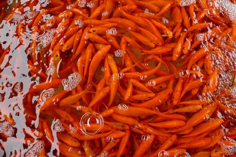 Lãi trăm triệu nhờ nuôi cá chép đỏ phục vụ ông Công, ông Táo - Ảnh 6. Lãi trăm triệu nhờ nuôi cá chép đỏ phục vụ ông Công, ông Táo - Ảnh 6.
