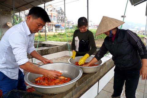 Lãi trăm triệu nhờ nuôi cá chép đỏ phục vụ ông Công, ông Táo - Ảnh 8. Lãi trăm triệu nhờ nuôi cá chép đỏ phục vụ ông Công, ông Táo - Ảnh 8.