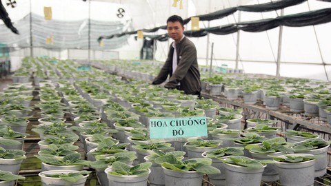 Thăng trầm làng hoa Sa Đéc - Kỳ 2: Trái tim của làng hoa - Ảnh 1. Thăng trầm làng hoa Sa Đéc - Kỳ 2: Trái tim của làng hoa - Ảnh 1.