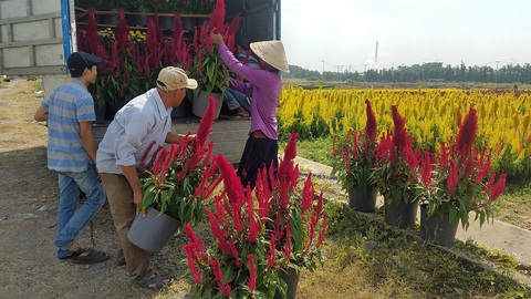 Thương lái đua nhau gom cúc, mào gà… ra chợ tết - Ảnh 3. Thương lái đua nhau gom cúc, mào gà… ra chợ tết - Ảnh 3.