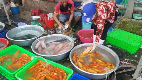 Cá chép Trung Quốc được mùa dịp cúng ông Công, ông Táo - Ảnh 1. Cá chép Trung Quốc được mùa dịp cúng ông Công, ông Táo - Ảnh 1.