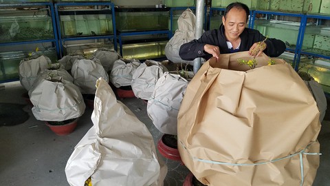 Mai tết Sài Gòn hối hả lên máy bay Bắc tiến - Ảnh 2. Mai tết Sài Gòn hối hả lên máy bay Bắc tiến - Ảnh 2.