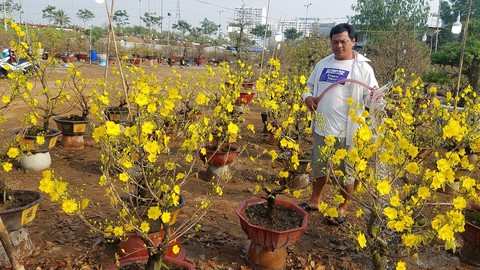 Mai tết Sài Gòn hối hả lên máy bay Bắc tiến - Ảnh 5. Mai tết Sài Gòn hối hả lên máy bay Bắc tiến - Ảnh 5.