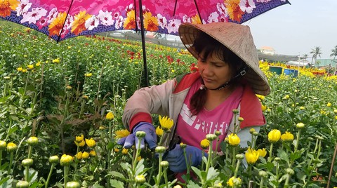 Thương lái đua nhau gom cúc, mào gà… ra chợ tết - Ảnh 6. Thương lái đua nhau gom cúc, mào gà… ra chợ tết - Ảnh 6.