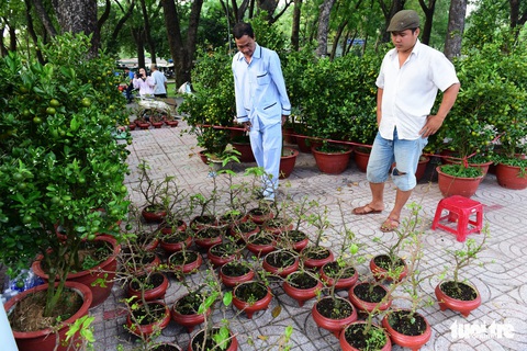 TP.HCM những ngày trên bến - dưới thuyền - công viên ngập hoa, kiểng - Ảnh 2. TP.HCM những ngày trên bến - dưới thuyền - công viên ngập hoa, kiểng - Ảnh 2.