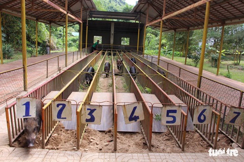 Cuộc đua heo rừng kỳ thú ở Khánh Hòa - Ảnh 9. Cuộc đua heo rừng kỳ thú ở Khánh Hòa - Ảnh 9.