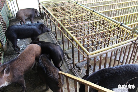 Cuộc đua heo rừng kỳ thú ở Khánh Hòa - Ảnh 4. Cuộc đua heo rừng kỳ thú ở Khánh Hòa - Ảnh 4.