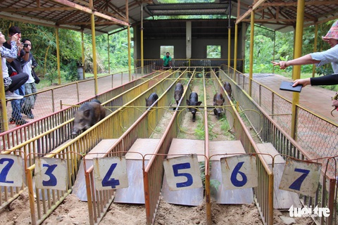 Cuộc đua heo rừng kỳ thú ở Khánh Hòa - Ảnh 1. Cuộc đua heo rừng kỳ thú ở Khánh Hòa - Ảnh 1.