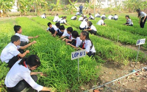 Câu lạc bộ nông gia trong trường cấp 2 - Ảnh 1. Câu lạc bộ nông gia trong trường cấp 2 - Ảnh 1.