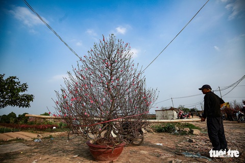 Đào Nhật Tân đỏ rực ngày giáp Tết - Ảnh 15. Đào Nhật Tân đỏ rực ngày giáp Tết - Ảnh 15.