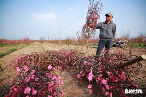 Đào Nhật Tân đỏ rực ngày giáp Tết - Ảnh 6. Đào Nhật Tân đỏ rực ngày giáp Tết - Ảnh 6.