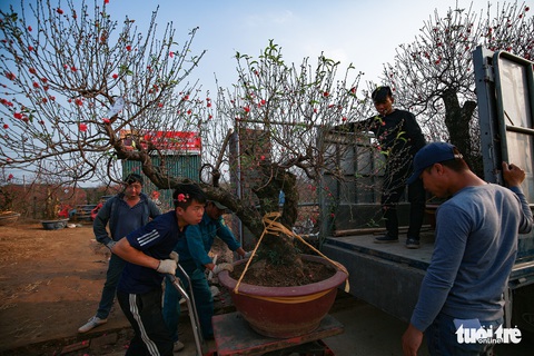 Đào Nhật Tân đỏ rực ngày giáp Tết - Ảnh 14. Đào Nhật Tân đỏ rực ngày giáp Tết - Ảnh 14.