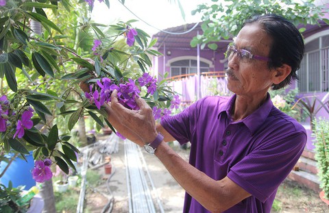 Thăng trầm làng hoa Sa Đéc - Kỳ 4: Tình yêu màu tím - Ảnh 1. Thăng trầm làng hoa Sa Đéc - Kỳ 4: Tình yêu màu tím - Ảnh 1.
