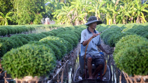 Thăng trầm làng hoa Sa Đéc - Kỳ 5: Đưa hoa lên giàn - Ảnh 1. Thăng trầm làng hoa Sa Đéc - Kỳ 5: Đưa hoa lên giàn - Ảnh 1.