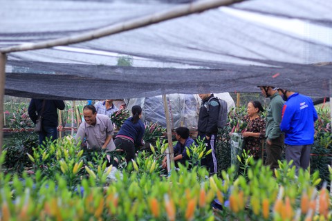 Cận Tết, giá hoa ly Tây Tựu tăng trở lại - Ảnh 4. Cận Tết, giá hoa ly Tây Tựu tăng trở lại - Ảnh 4.