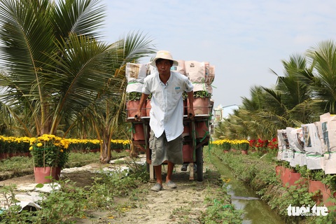 Hàng triệu giỏ hoa Mỹ Tho đang đổ về Sài Gòn, Bình Dương, Tây Ninh... - Ảnh 5. Hàng triệu giỏ hoa Mỹ Tho đang đổ về Sài Gòn, Bình Dương, Tây Ninh... - Ảnh 5.