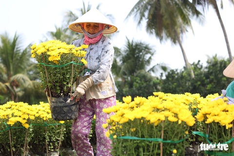 Hàng triệu giỏ hoa Mỹ Tho đang đổ về Sài Gòn, Bình Dương, Tây Ninh... - Ảnh 1. Hàng triệu giỏ hoa Mỹ Tho đang đổ về Sài Gòn, Bình Dương, Tây Ninh... - Ảnh 1.