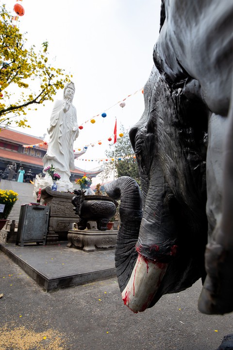 Tê giác, voi quỳ kêu cứu ở sân chùa Vĩnh Nghiêm, Minh Đăng Quang - Ảnh 3. Tê giác, voi quỳ kêu cứu ở sân chùa Vĩnh Nghiêm, Minh Đăng Quang - Ảnh 3.