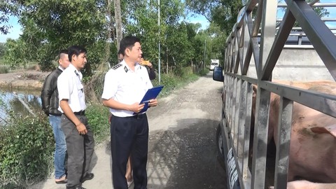 Tiêu hủy 1,5 tấn thịt heo nhiễm chất cấm tại Bình Dương - Ảnh 1. Tiêu hủy 1,5 tấn thịt heo nhiễm chất cấm tại Bình Dương - Ảnh 1.
