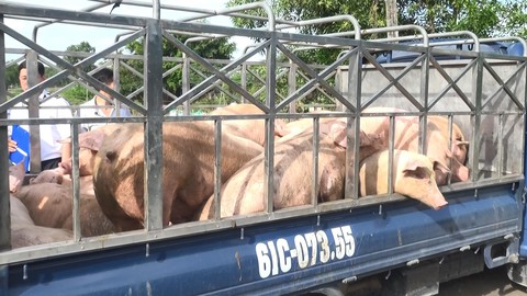 Tiêu hủy 1,5 tấn thịt heo nhiễm chất cấm tại Bình Dương - Ảnh 2. Tiêu hủy 1,5 tấn thịt heo nhiễm chất cấm tại Bình Dương - Ảnh 2.
