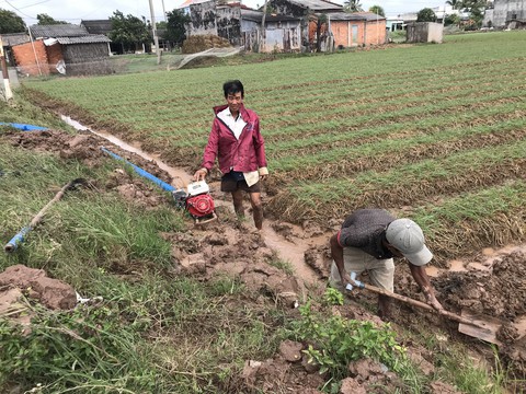 Nông dân trồng hành tím ở Sóc Trăng phập phồng lo âu - Ảnh 1. Nông dân trồng hành tím ở Sóc Trăng phập phồng lo âu - Ảnh 1.