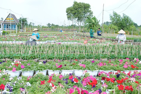 Thăng trầm làng hoa Sa Đéc - Kỳ 6: Gian nan nghề hoa - Ảnh 5. Thăng trầm làng hoa Sa Đéc - Kỳ 6: Gian nan nghề hoa - Ảnh 5.
