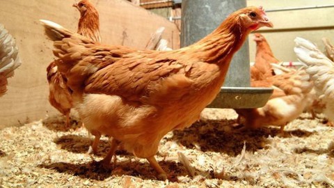 Nuôi gà lấy trứng chữa ung thư - Ảnh 1. Nuôi gà lấy trứng chữa ung thư - Ảnh 1.