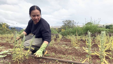 Vườn Tùng Hạ của Miên - Ảnh 1. Vườn Tùng Hạ của Miên - Ảnh 1.