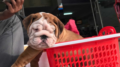 Đưa thú cưng về quê ăn tết, muốn máy bay, tàu hỏa hay ôtô đều có đủ - Ảnh 1. Đưa thú cưng về quê ăn tết, muốn máy bay, tàu hỏa hay ôtô đều có đủ - Ảnh 1.