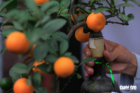 Lạ mắt với quất bonsai trong chai thủy tinh - Ảnh 3. Lạ mắt với quất bonsai trong chai thủy tinh - Ảnh 3.