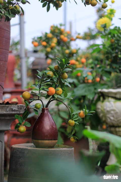 Lạ mắt với quất bonsai trong chai thủy tinh - Ảnh 4. Lạ mắt với quất bonsai trong chai thủy tinh - Ảnh 4.