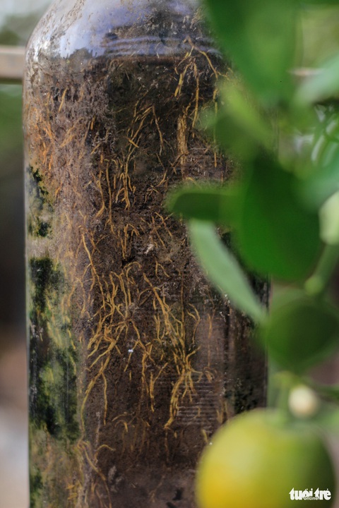 Lạ mắt với quất bonsai trong chai thủy tinh - Ảnh 6. Lạ mắt với quất bonsai trong chai thủy tinh - Ảnh 6.
