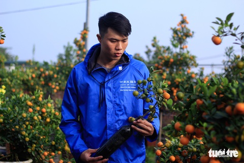 Lạ mắt với quất bonsai trong chai thủy tinh - Ảnh 8. Lạ mắt với quất bonsai trong chai thủy tinh - Ảnh 8.