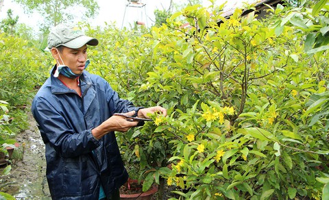 Bão số 1 khiến bà con trồng hoa tết miền Tây rầu thúi ruột - Ảnh 1. Bão số 1 khiến bà con trồng hoa tết miền Tây rầu thúi ruột - Ảnh 1.