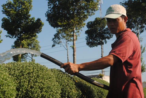 Nông dân trồng cúc mâm xôi Sa Đéc thắng lớn - Ảnh 2. Nông dân trồng cúc mâm xôi Sa Đéc thắng lớn - Ảnh 2.