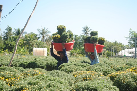 Nông dân trồng cúc mâm xôi Sa Đéc thắng lớn - Ảnh 4. Nông dân trồng cúc mâm xôi Sa Đéc thắng lớn - Ảnh 4.