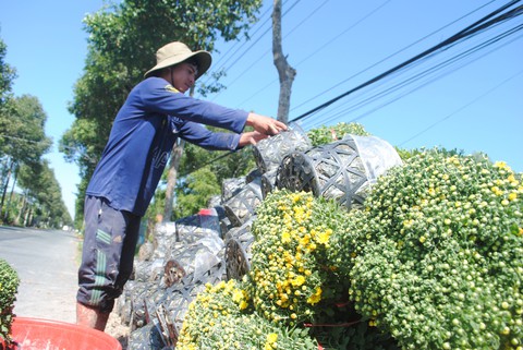 Nông dân trồng cúc mâm xôi Sa Đéc thắng lớn - Ảnh 5. Nông dân trồng cúc mâm xôi Sa Đéc thắng lớn - Ảnh 5.